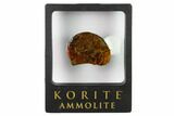 Iridescent Ammolite (Fossil Ammonite Shell) - Alberta, Canada #156824-2
